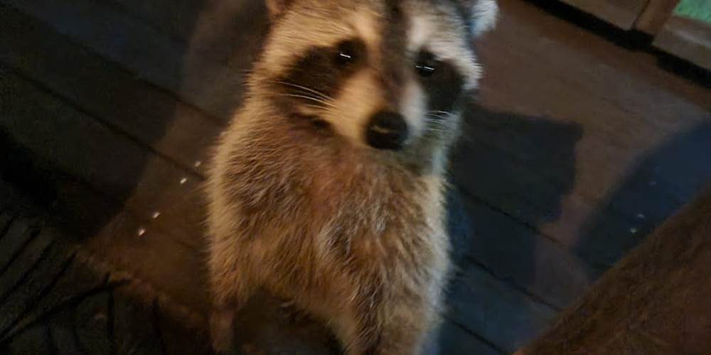 un racoon au lodge