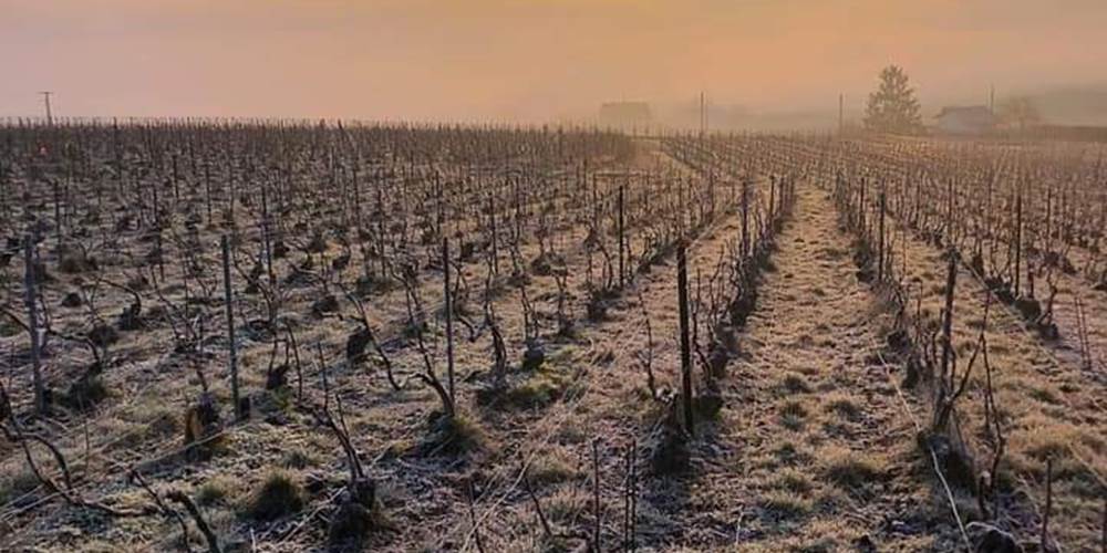 Vigne Hivernale