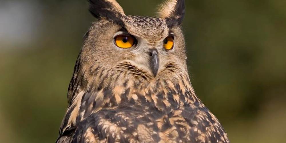 grand duc nature natura 2000 animaux faune correze