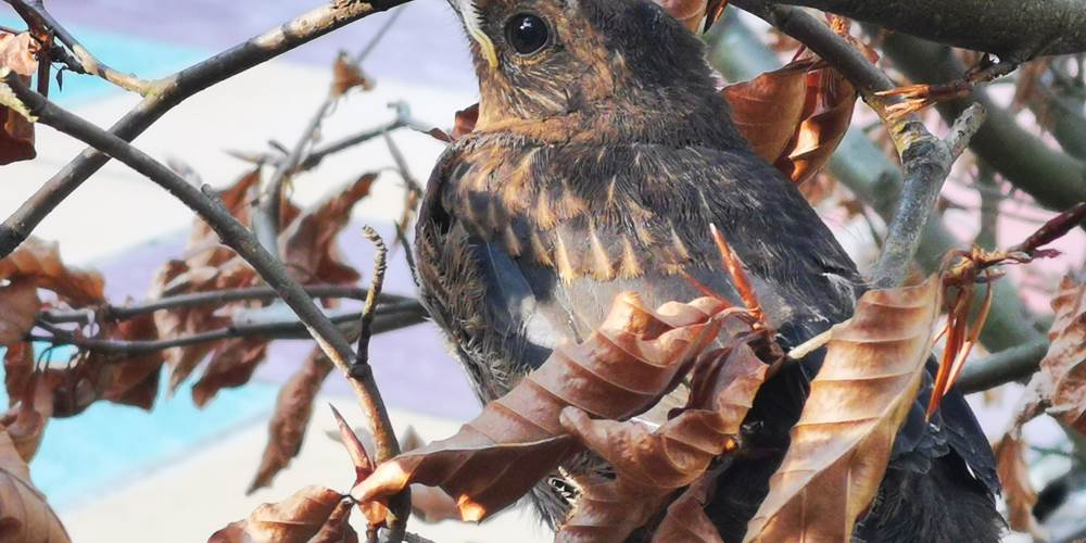 oiseau du jardin