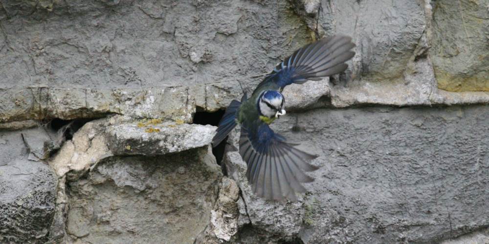 Nid de mésange dans la tour de 1320