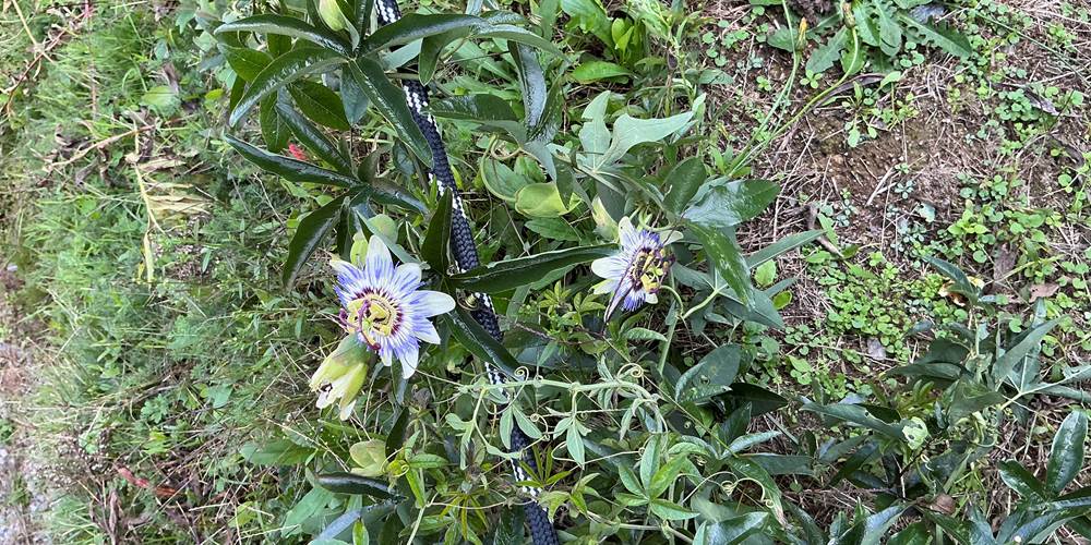 Passiflore
