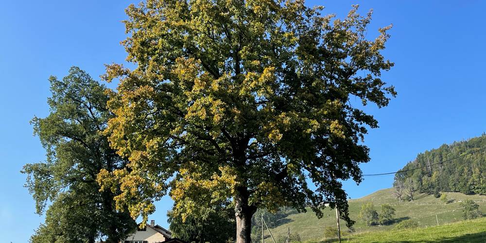 Chêne debut d'automne