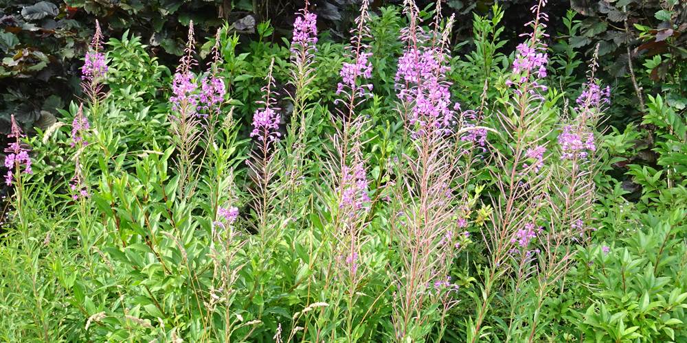 fleurs des Ardennes dans le jardin
