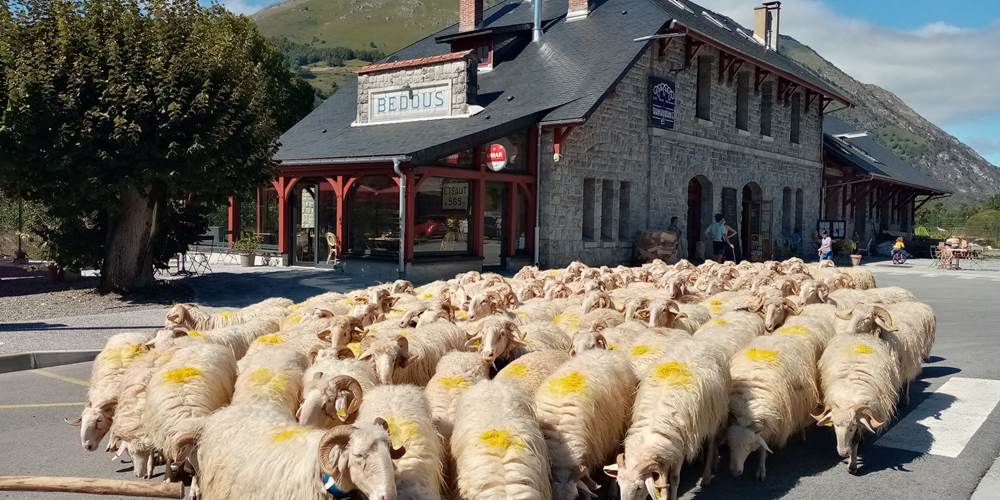 troupeau brebis estive transhumance