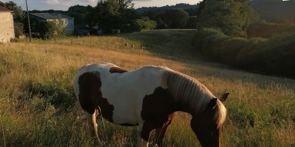 Une jument qui profite d'un paddock au gîte de la chevêche