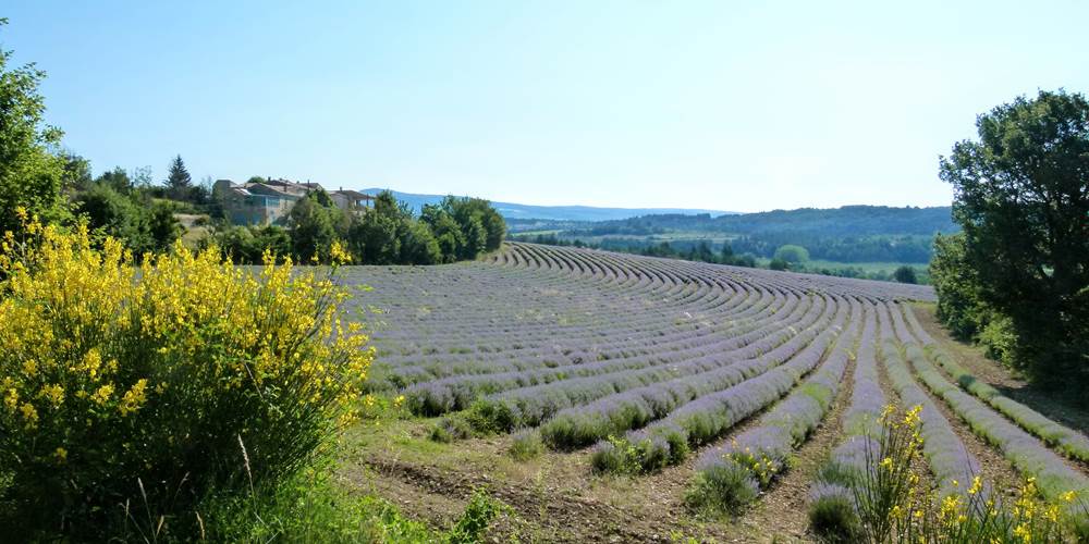 Aurel et ses champs de lavande