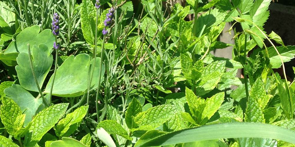 plantes du jardin et de la nature pour tisanes et remèdes bio fait-maison