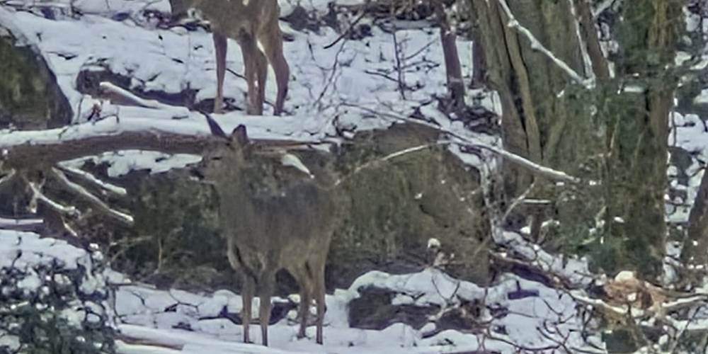 passage de chevreuils dans le bois à l'arrière du  Loft du Renard