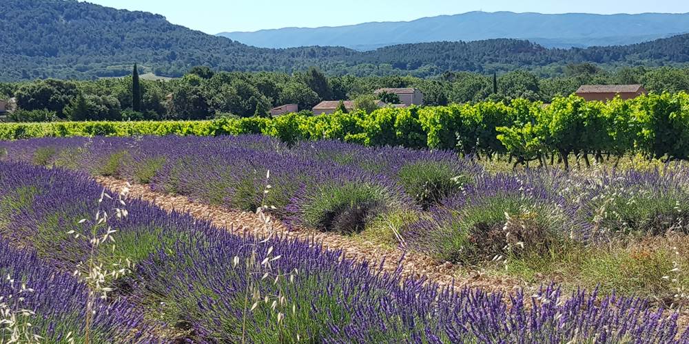 La plaine de Sylla à l'entrée des gites Luberon Lub'heureux