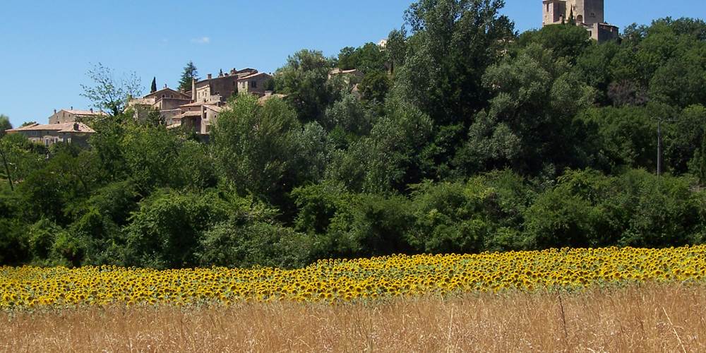Un champs de tournesol à coté du village