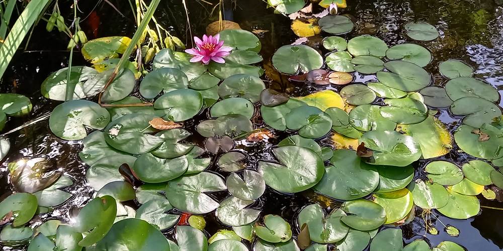 Notre bassin, lieu de biodiversité face au gîte