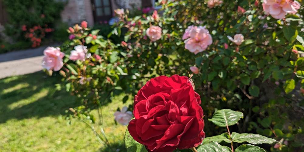 Rosier en fleur du jardin privatif de la Ferme de la Chevêche - Gîte des Monts d'Ambazac en Limousin
