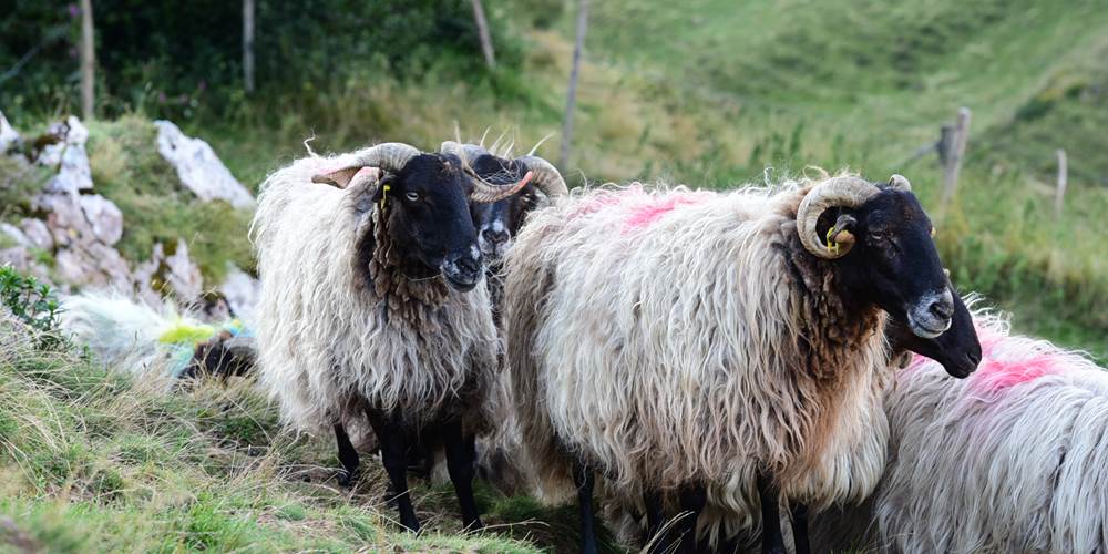 hôtel-restaurant-du-pont-d'Abense-transhumance