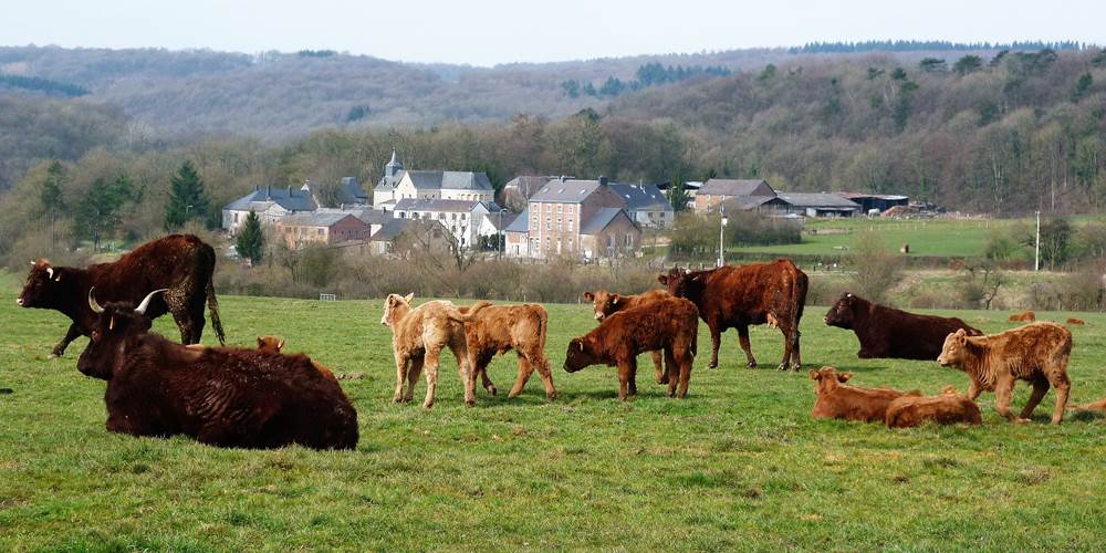 Le hameau de Xhignesse logé dans la verdure