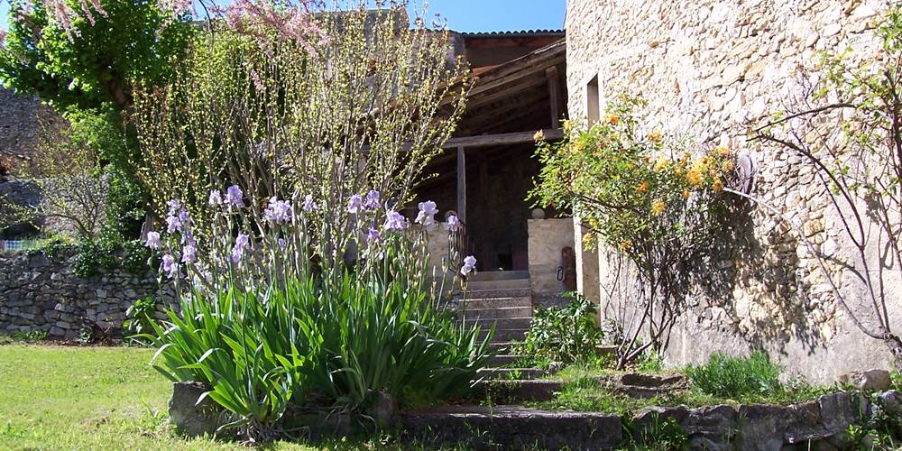 Un althéa et des iris