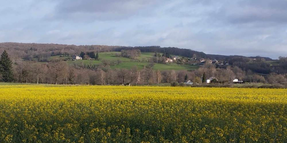 Champ de colza (avec le chalet au loin) 04-24