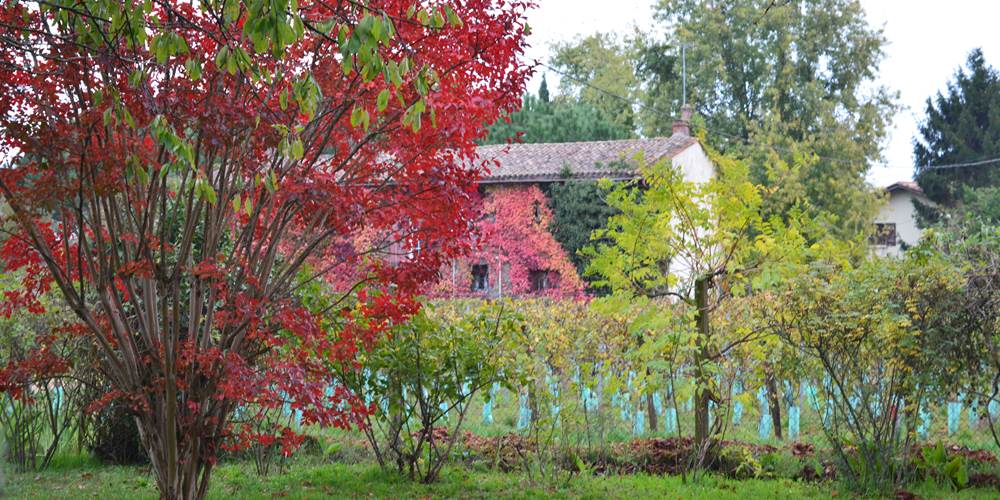 Le jardin vue sur vignes