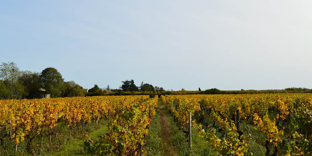 Les vignes alentour