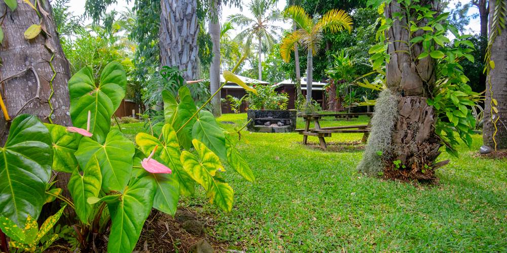 Jardin tropical centenaire avec palmiers et végétation luxuriante, domaine Baobab et Palmiers à L'Étang-Salé