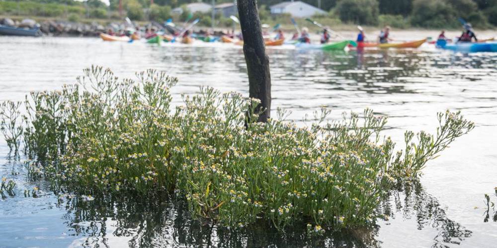 Sorties botaniques Arès Kayak Bassin d'Arcachon Gironde près de Bordeaux