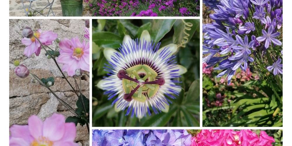 Jardin fleuri