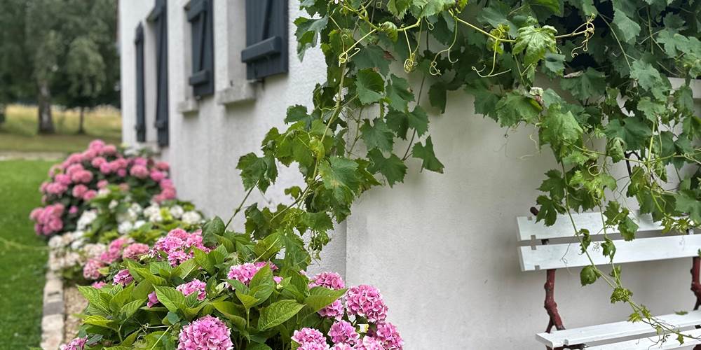 des hortensias, des roses , des ruches , des animaux , la nature