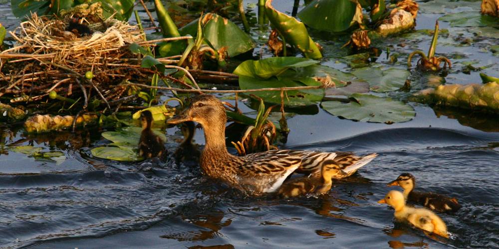 Etang à Vouilly  petits canards  et nid de poules d'eau