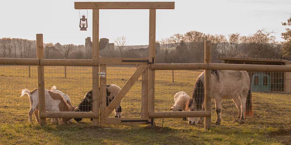 Animaux du Ranch avec vue sur les vestiges du château