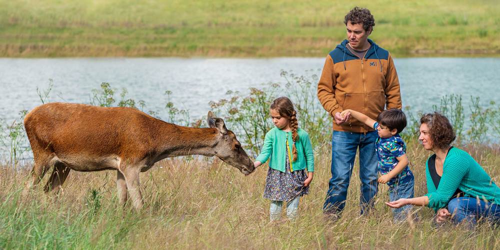 Les cerfs de la fardellière