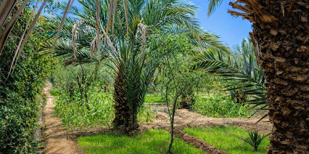 La palmeraie de Hassilabied