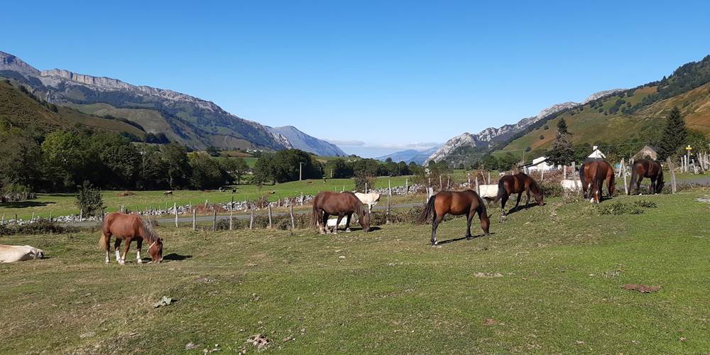 chevaux sur le plateau