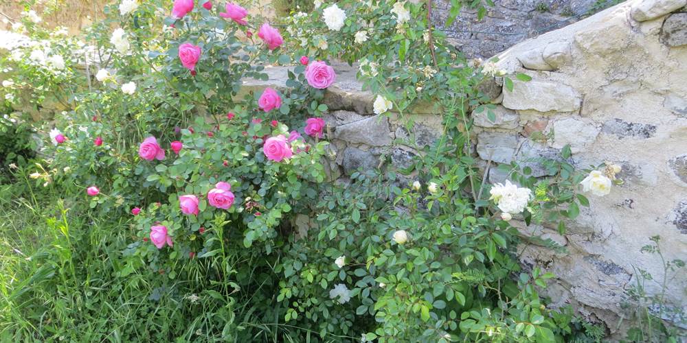 Des rosiers au fon du jardin