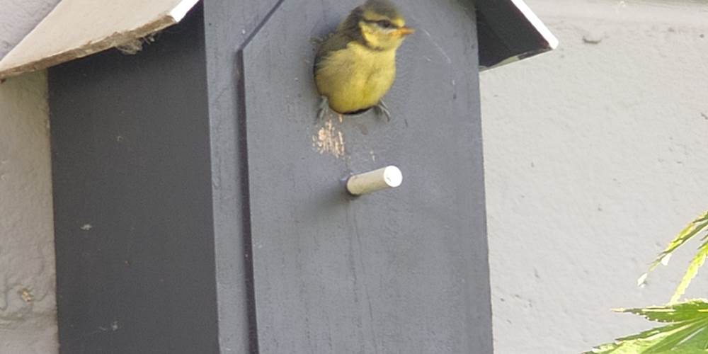 Les mésanges aiment nicher dans le jardin