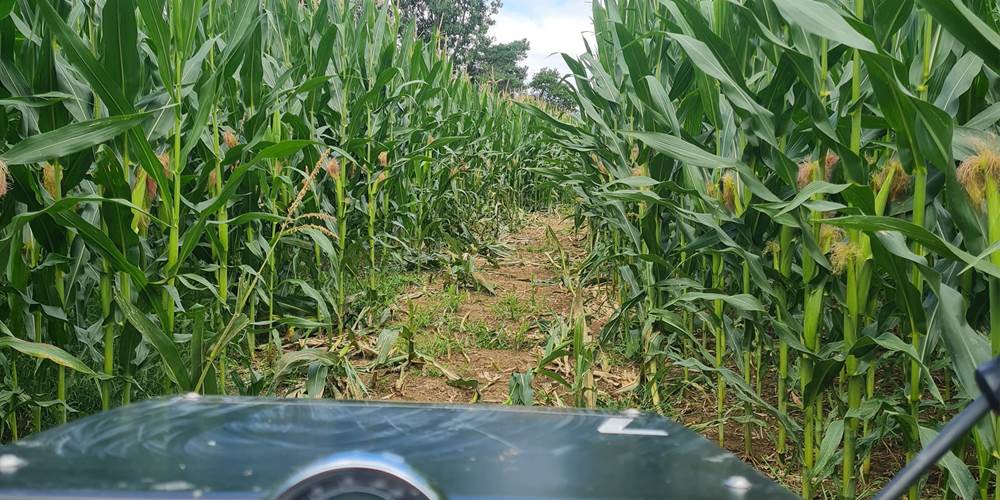 swincar dans les maïs