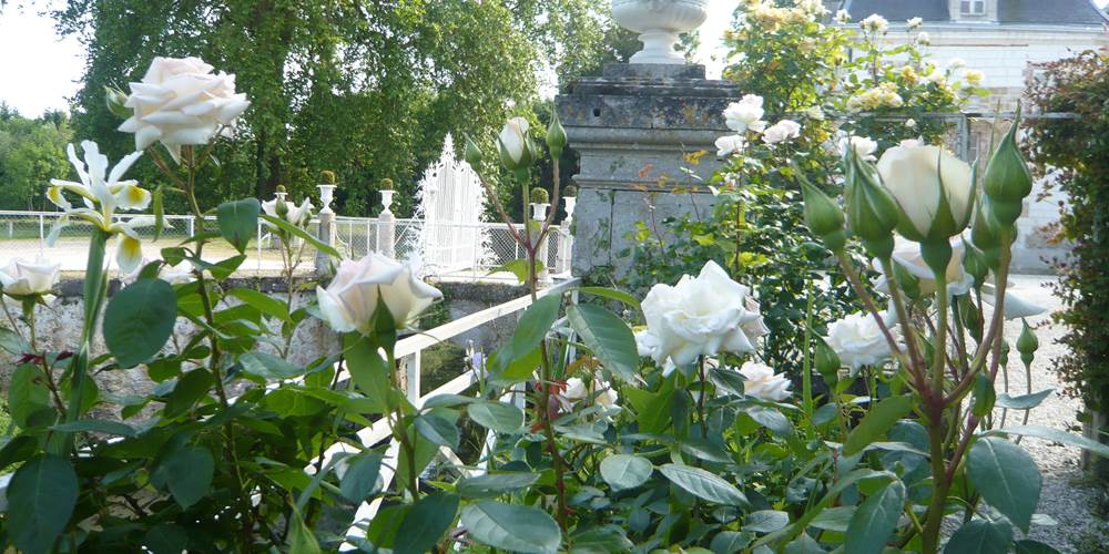 Les roses devant le gîte