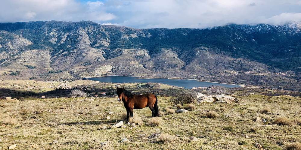 Lac de Calacuccia/ cheval en liberté