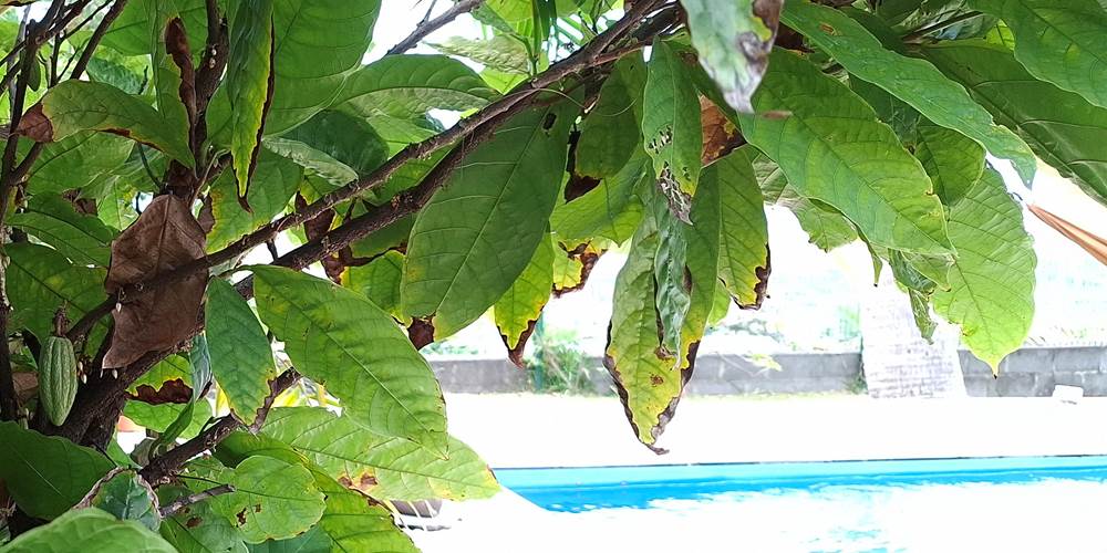 Cacaoyer