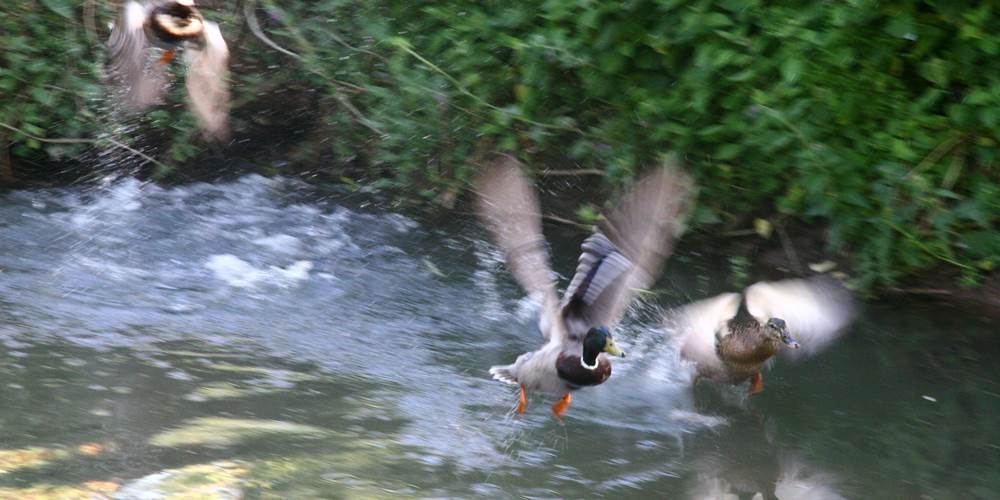 Les canards dans le canal de l'étang