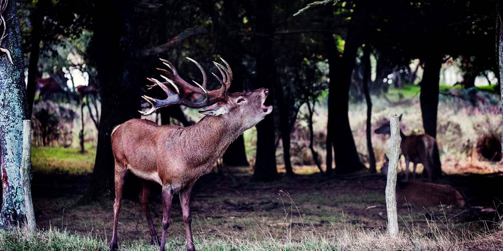 Brame du cerf