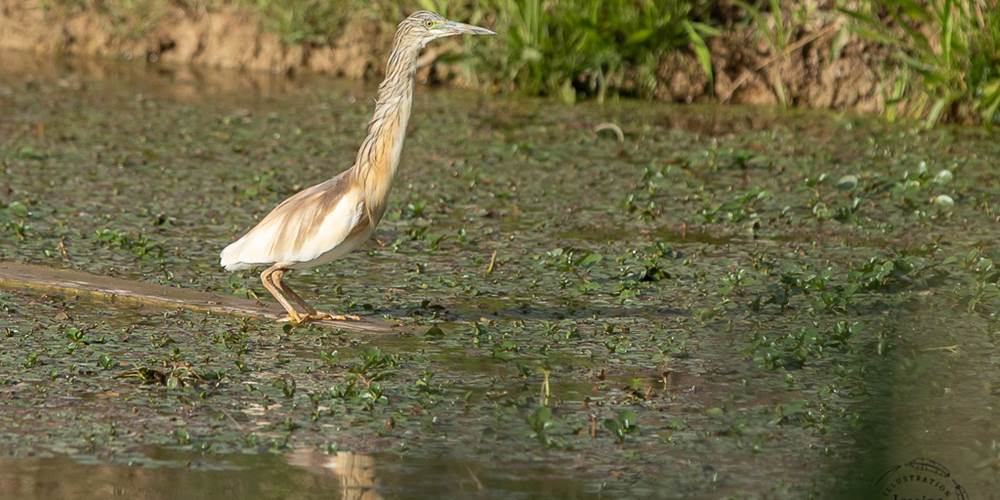 Héron Crabier Chevelu, visible sur les herbiers de Villebourbon en été