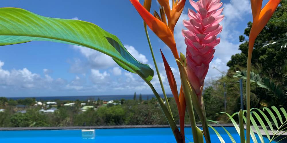 Fleurs tropicales