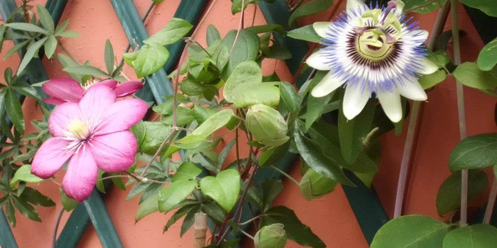 La passiflore de la courette