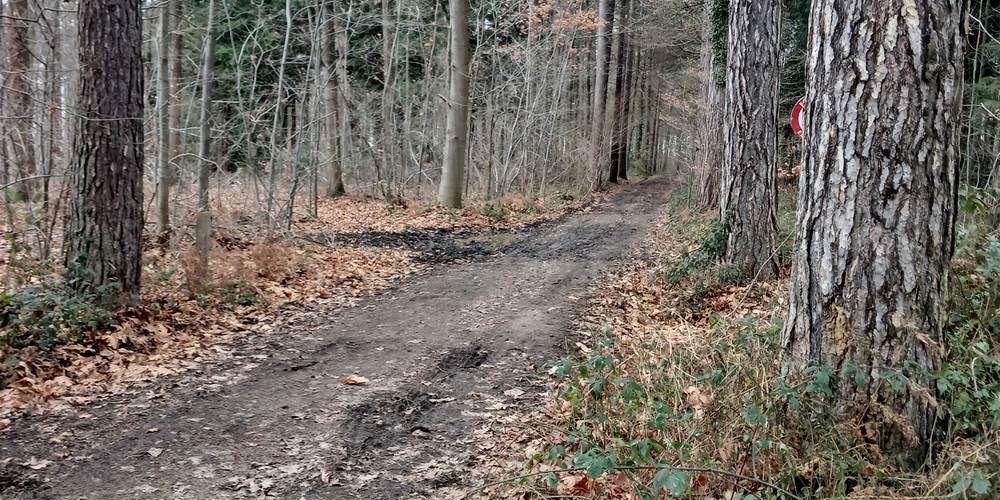 balade bois de la Vecquée