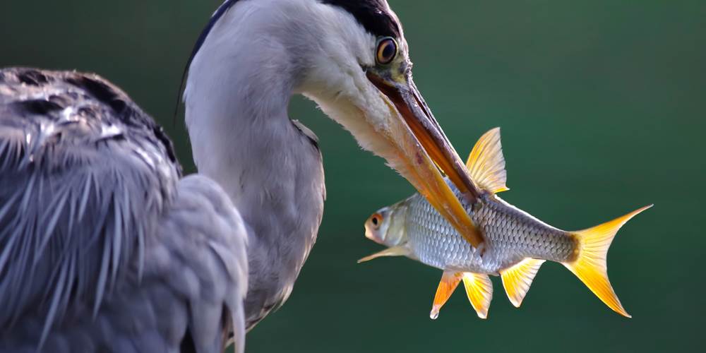 La pêche a été bonne pour le héron cendré