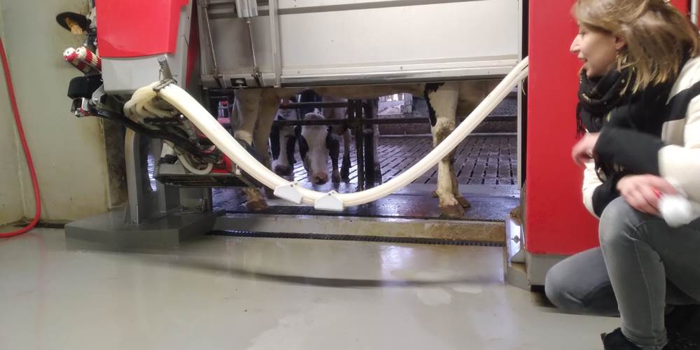 ferme des delices foreziens, stabulation vahces, robot de traite