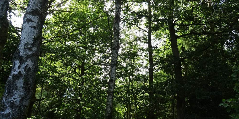 majesté de la forêt