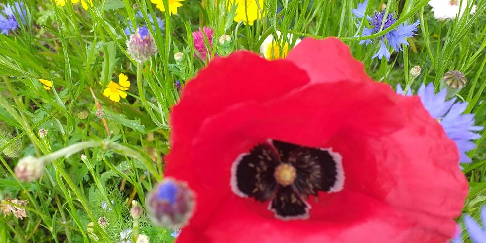 Quelques fleurs printanières du jardin