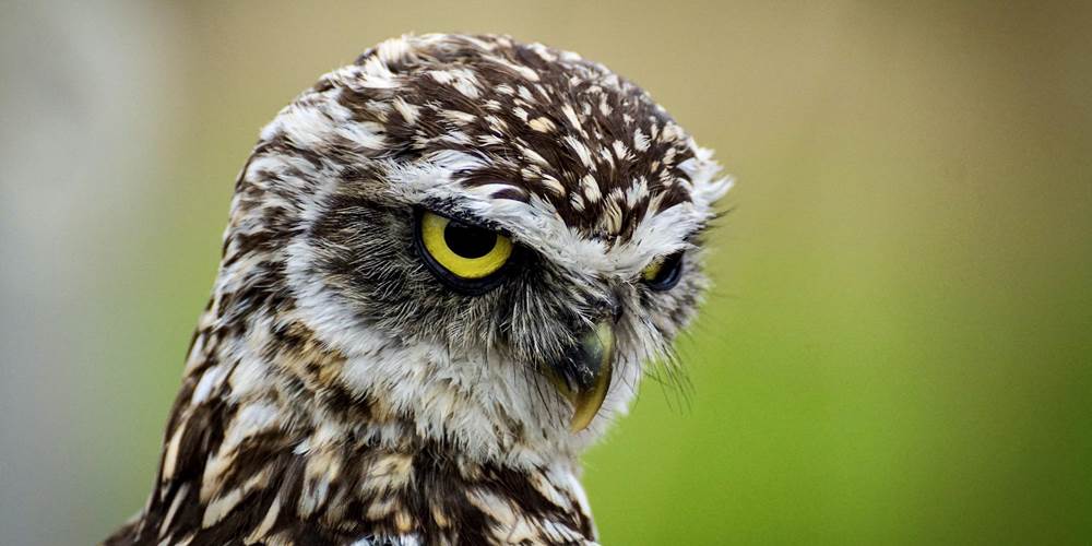 Gîte La Chevêche Ambazac campagne limousine Haute Vienne