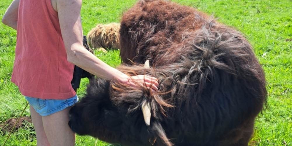 Des câlins et encore des câlins!